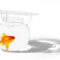 Goldfish Bowl 01 Low Res
