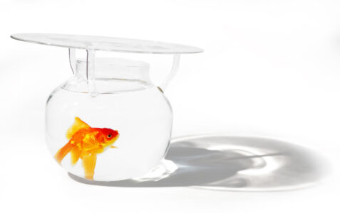 Goldfish Bowl 01 Low Res